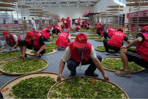 技顯匠心，茶韻飄香——第六屆全國農業(yè)行業(yè)職業(yè)技能大賽茶葉加工工（精制）賽四川省選拔賽正式啟幕